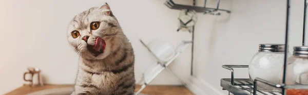 Tiro Panorâmico Adorável Cinza Escocês Dobrar Gato Lambendo Cozinha — Fotografia de Stock