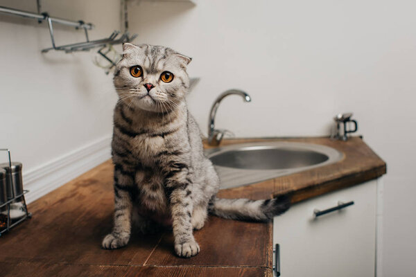 cute tabby grey scottish fold cat sitting on Kitchen Counter