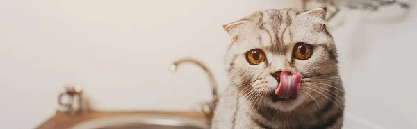 Tiro Panorâmico Bonito Cinza Escocês Dobrar Gato Lambendo Nariz Cozinha — Fotografia de Stock