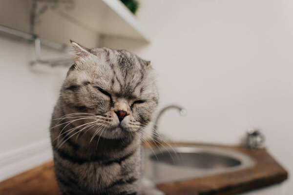 selective focus of cute grey scottish fold cat with eyes closed sitting in Kitchen 