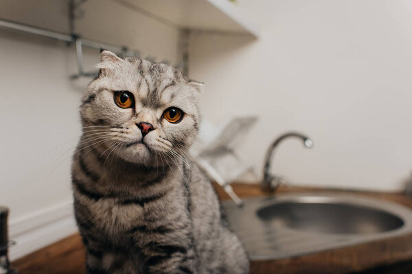 adorable scottish fold looking at camera in kitchen with copy space
