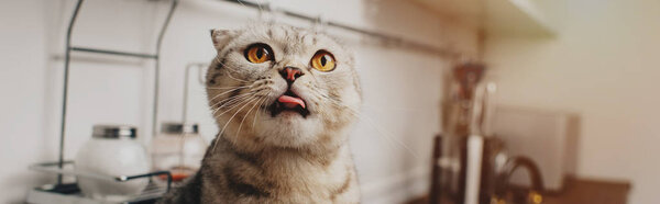 panoramic shot of adorable scottish fold cat sitting in kitchen with copy space