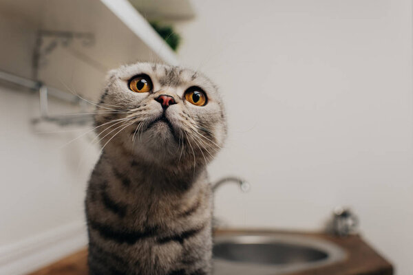 cute scottish fold cat sitting in kitchen with copy space