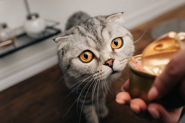 Cropped view of young woman giving adorable scottish fold cat pet food in can