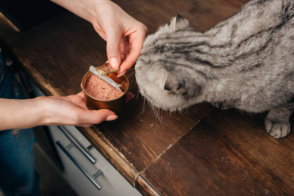 partial view of young woman giving scottish fold cat pet food in can
