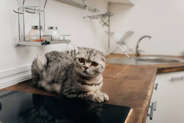 Cute Grey Scottish Fold Cat Sitting Kitchen Counter — Stock Photo, Image
