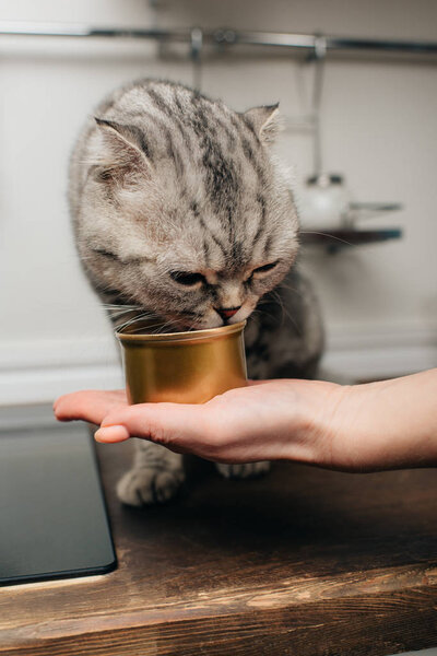 Cropped view of young woman giving grey scottish fold cat pet food in can