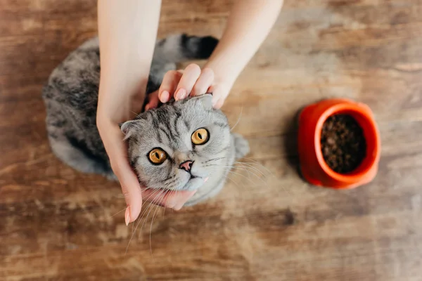 Cropped View Young Woman Stroking Scottish Fold Cat — Stock Photo, Image