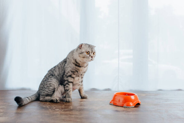 cute scottish fold cat sitting on table near bowl with pet food