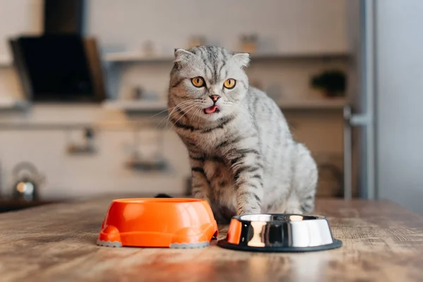 Adorabile Gatto Scozzese Pieghevole Seduto Sul Tavolo Vicino Ciotole Con — Foto Stock