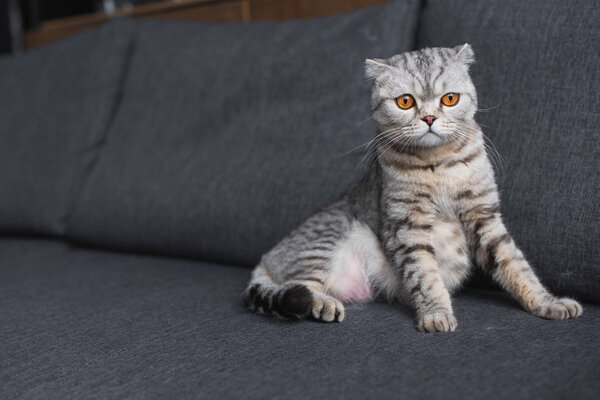 scottish fold cat sitting on couch in living room