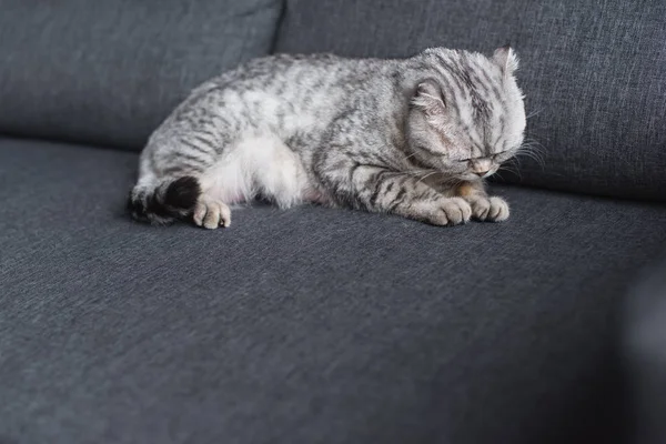 Schottische Faltkatze Schläft Auf Couch Wohnzimmer — Stockfoto