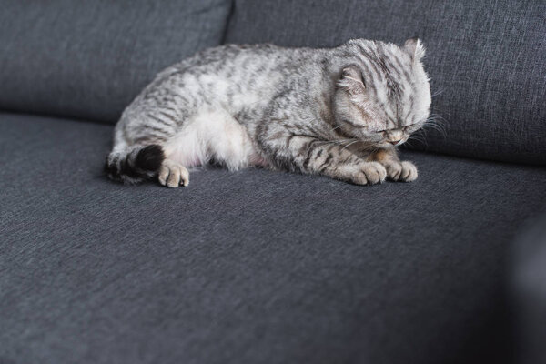 scottish fold cat sleeping on couch in living room