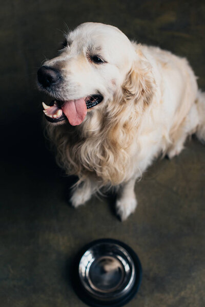 adorable golden retriever dog sticking tongue out near metal bowl at home