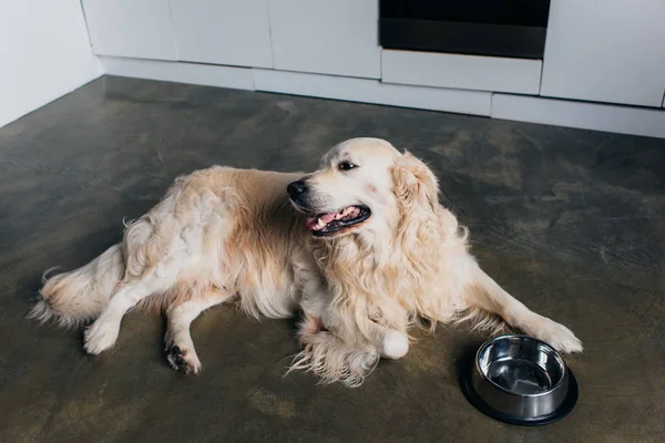 Söt Retriever Liggande Nära Metal Bowl Hemma Köket — Stockfoto