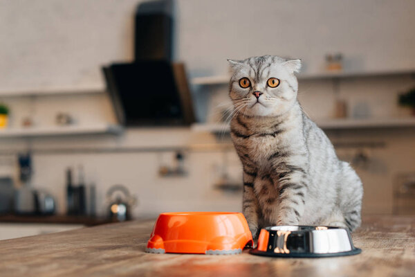 Scottish Fold Cat Sitting Table Bowls Pet Food Stock Picture