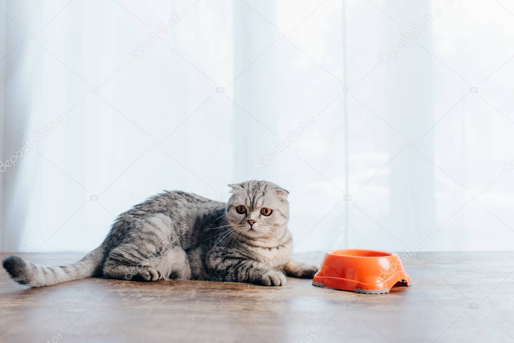 scottish fold cat lying on table near bowl with pet food