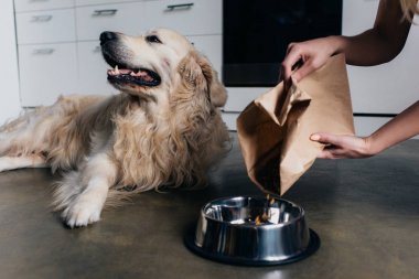 altın retriever köpek için kase içinde evcil hayvan gıda döken kadın kısmi görünümü 