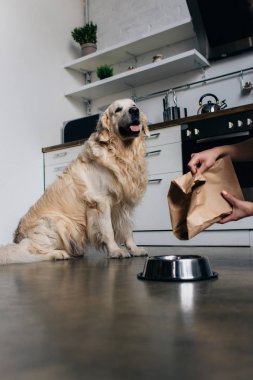 Cropped view of woman pouring pet food in bowl to golden retriever dog  clipart