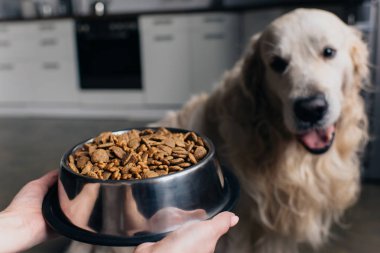 Sevimli retriever köpek yakınında evcil hayvan gıda ile kase tutan kadın Kırpılmış görünümü 
