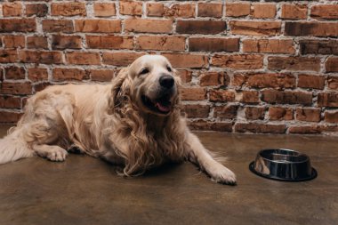 cute golden retriever lying near bowl and brick wall at home clipart