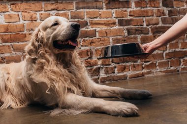 sevimli retriever köpek yakınında evcil hayvan gıda ile kase tutan kadın kısmi görünümü 