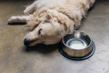 adorable golden retriever dog lying metal bowl on floor at home clipart