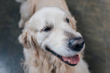 sevimli altın retriever dil dışarı yapışmaseçici odak