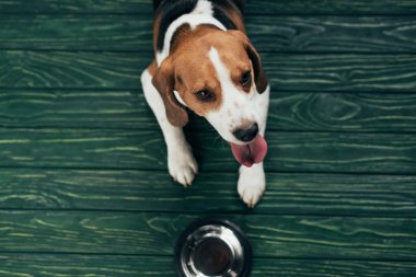 yeşil zeminüzerinde metal kase yakınında sevimli beagle köpek üst görünümü