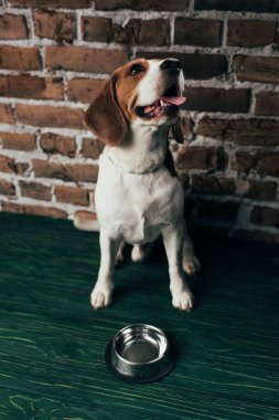adorable beagle dog near metal bowl on green floor clipart