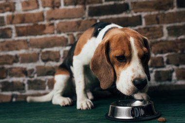 sevimli beagle köpek evcil hayvan gıda ile metal kase yakınında oturan 