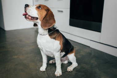 mutfakta yerde oturan sevimli beagle köpek