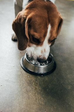 mutfakta metal kase den su içme sevimli beagle köpek