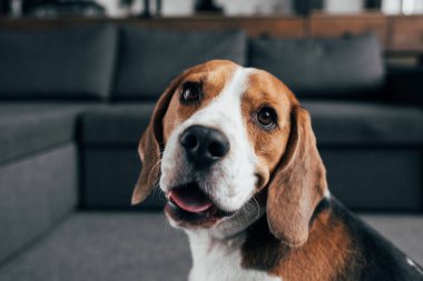 Oturma Odası kamera bakarak sevimli beagle köpek seçici odak