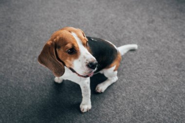 sevimli beagle köpek katta oturan ve uzağa bakıyor