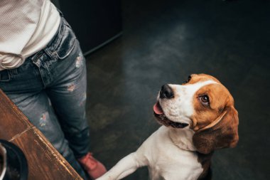 Sevimli beagle köpek yakın genç kadının Kırpılmış görünümü