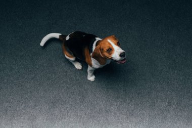 evde katta oturan sevimli beagle köpek