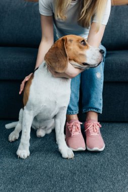 kanepede oturan ve beagle köpek okşayarak genç kadın kırpılmış görünümü