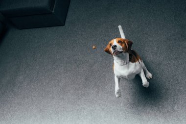 kopya alanı ile evde atlama sevimli beagle köpek