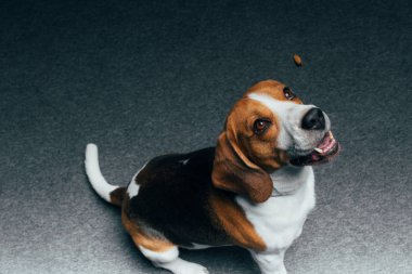 sevimli beagle köpek katta oturan ve yukarı bakıyor