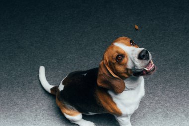 adorable beagle dog sitting on floor and looking up clipart