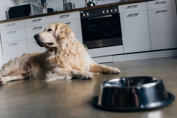 可爱的金毛猎犬躺在厨房的金属碗附近 — 图库照片