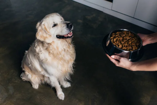 Cropped View Woman Holding Bowl Pet Food Adorable Golden Retriever — Stock Photo, Image