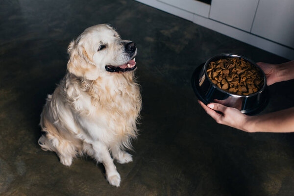 Cropped view of woman holding bowl with pet food near adorable golden retriever dog 