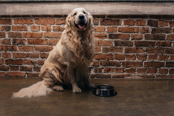 adorable retriever sitting near bowl at home with copy space