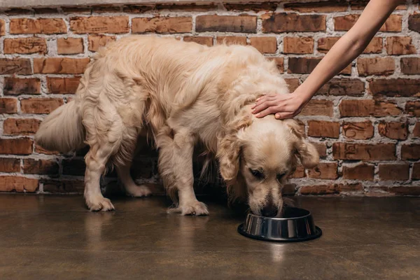 Corte Vista Mulher Acariciando Dourado Retriever Cão Comer Pet Food — Fotografia de Stock