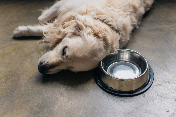 adorable golden retriever dog lying metal bowl on floor at home