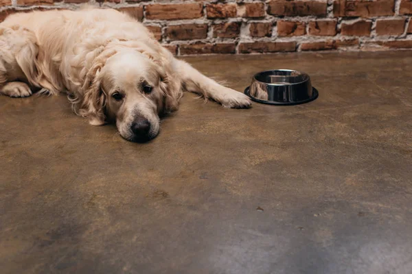 Adorável Golden Retriever Deitado Perto Tigela Parede Tijolo Casa — Fotografia de Stock