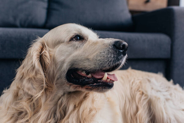 adorable golden retriever looking away at home 