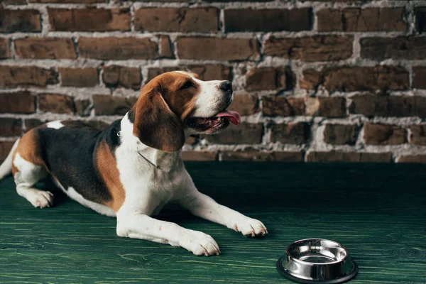 可爱的猎犬狗附近的金属碗在绿色地板 — 图库照片